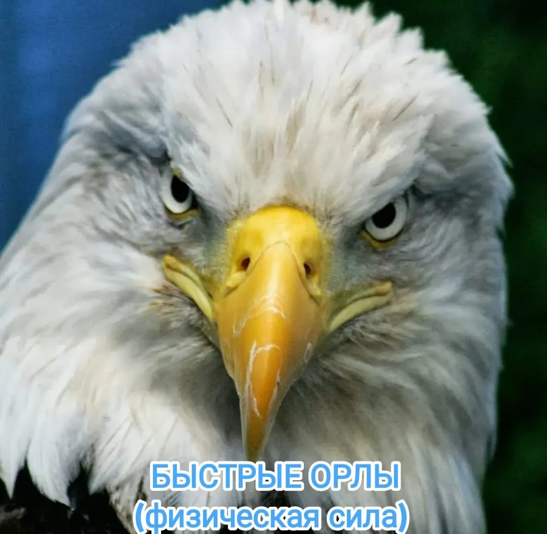 БЫСТРЫЕ ОРЛЫ (физическая сила) Уфа Рабочие Грузчики