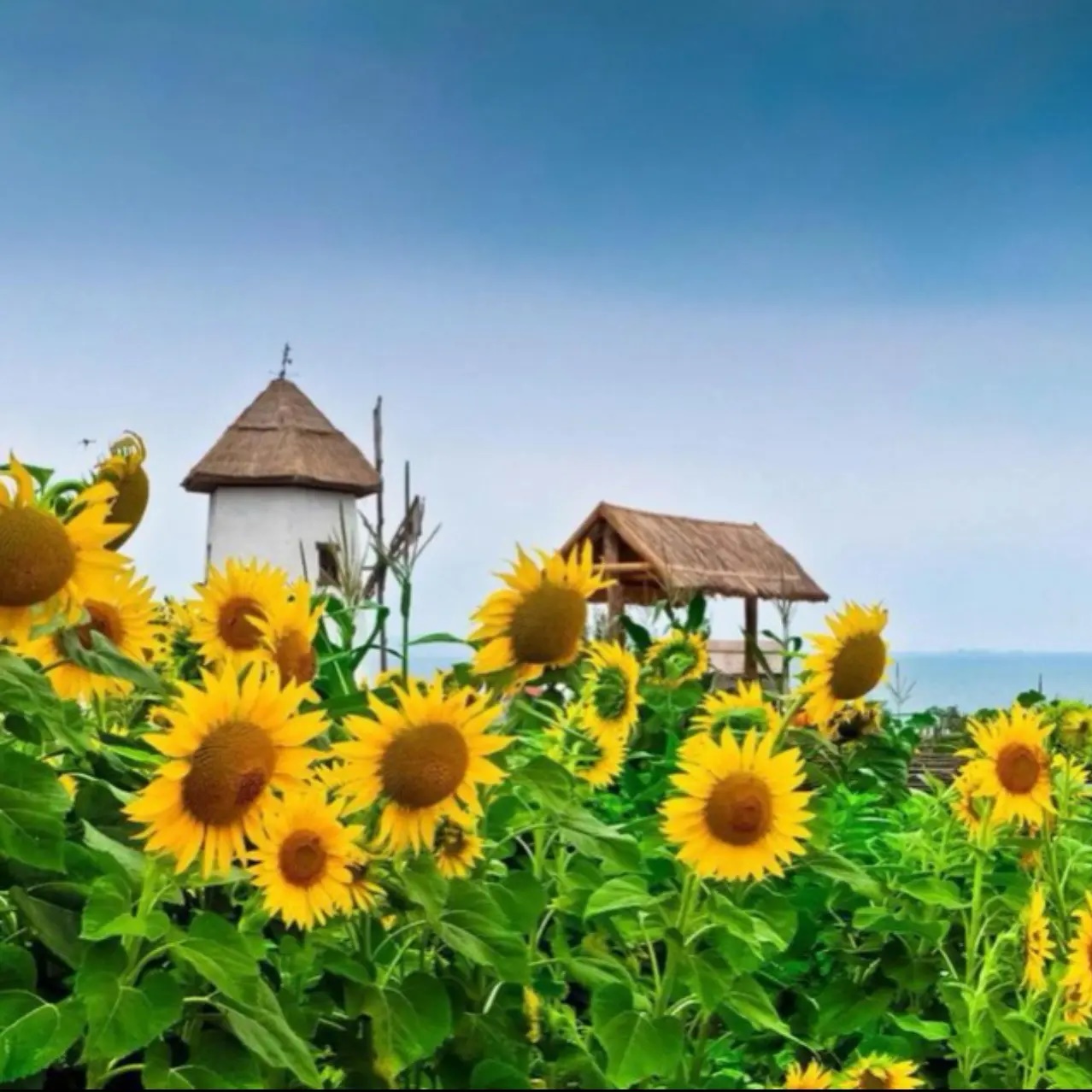 ☀️МАДОУ МО «Детский сад№219»☀️