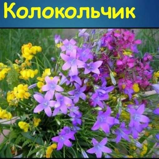 МКДОУ "Липковский д/с "Колокольчик "