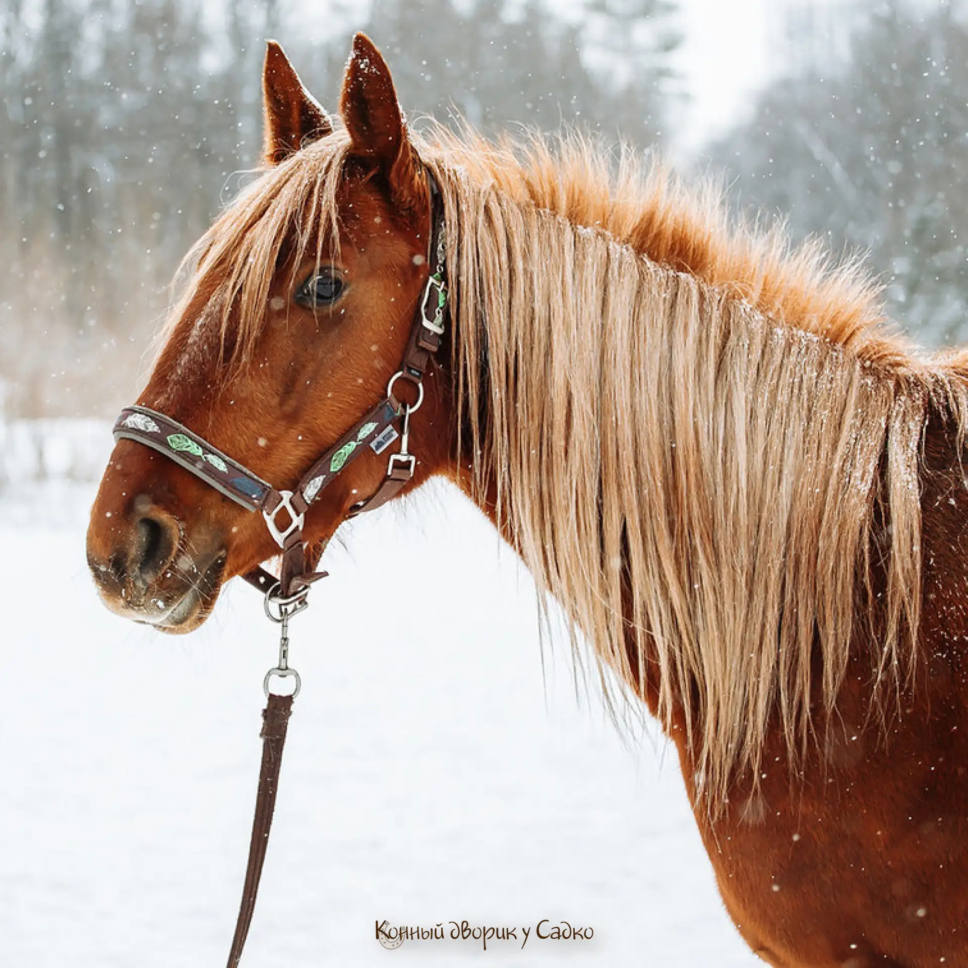 РОО РКС «Конный дворик у Садко» РБ