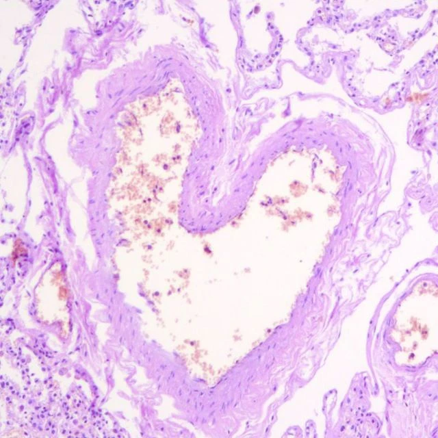 🔬 Морфологи Приморья