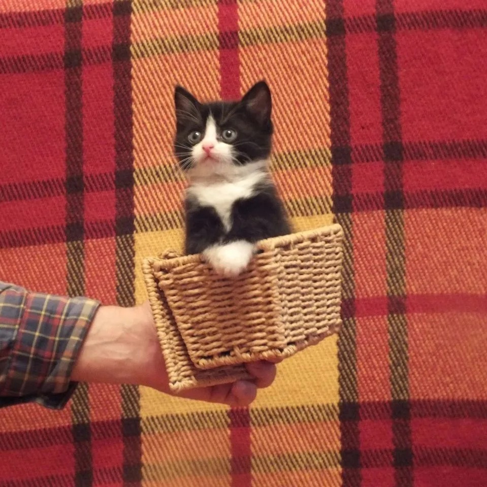 Котики-накотики      коты/кошки/домашние животные /любимцы