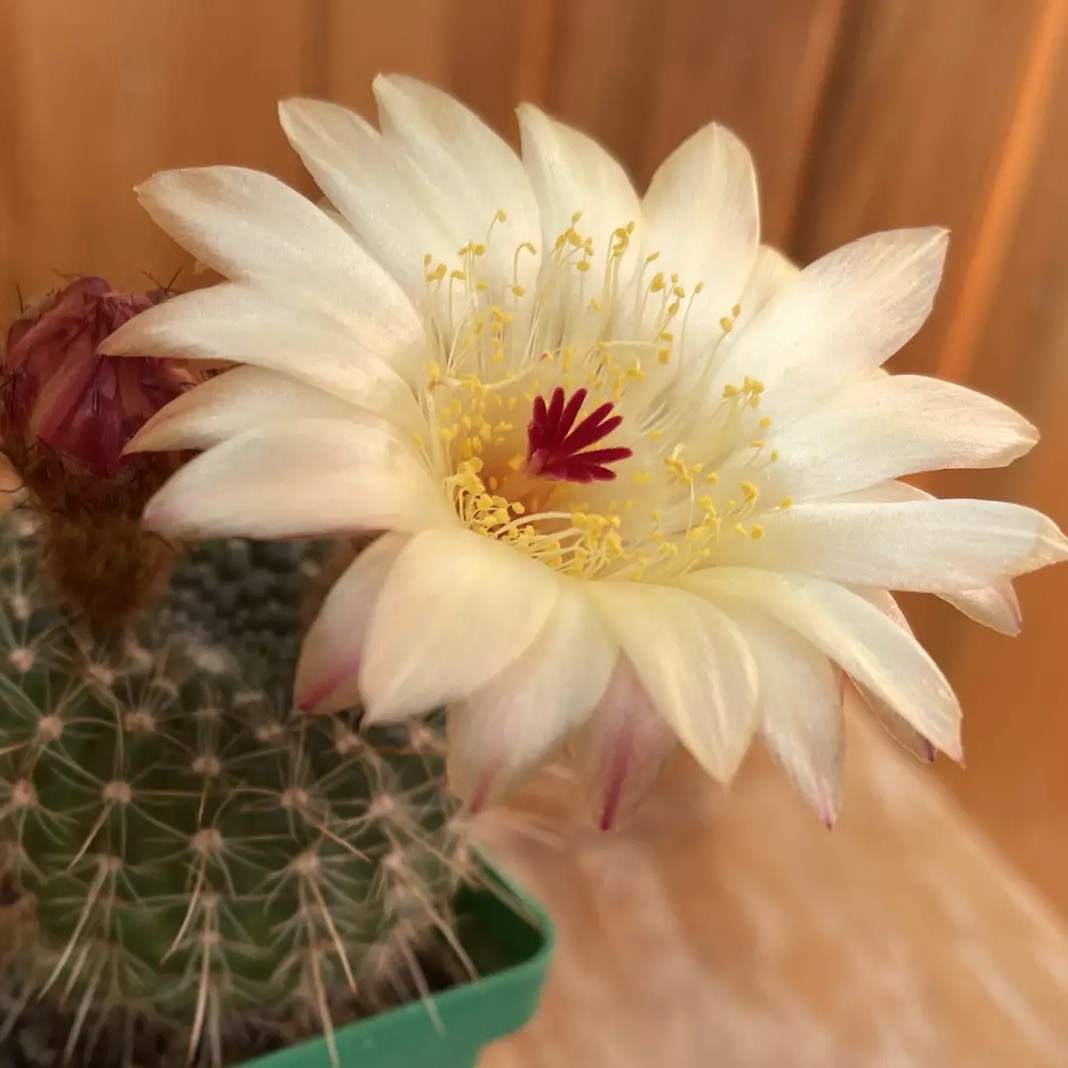 Товарищество собственников жилья "Родник"