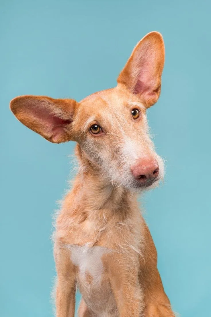 ACTIVEFOOD супер-премиум корм для собак и кошек